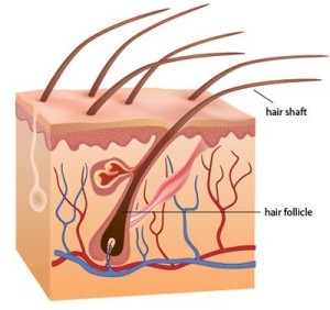 Hair Transplant Procedure, Hair Restoration & Baldness Information | Dezire Clinic Pune